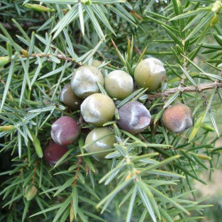 Juniperus oxycedrus de Jeantosti, CC BY-SA 3.0, via Wikimedia Commons