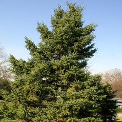 Picea glauca de David J. Stang, CC BY-SA 4.0, via Wikimedia Commons