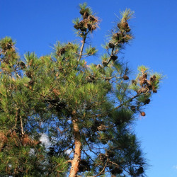 Pinus brutia de Franz Xaver, CC BY-SA 3.0, via Wikimedia Commons