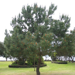 Pinus pinaster de Ixitixel, CC BY-SA 3.0, via Wikimedia Commons