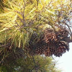 Pinus radiata de Arturo Reina, CC BY SA 3.0, via Wikimedia commons