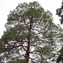 Pinus roxburghii de Treesftf at Flickr, CC BY 2.0, via Wikimedia Commons