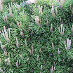 Pinus thunbergii de David J. Stang, CC BY-SA 4.0, via Wikimedia Commons