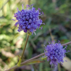 Fleurs de Succise des près du Massif Central /Succisa pratensis - Semences du Puy