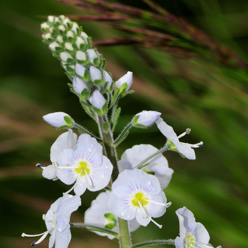 Veronica gentianoides de Philipp Weigell, CC BY 3.0  via Wikimedia Commons