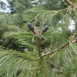 Pinus wallichiana de Krzysztof Ziarnek, Kenraiz, CC BY-SA 4.0, via Wikimedia Commons