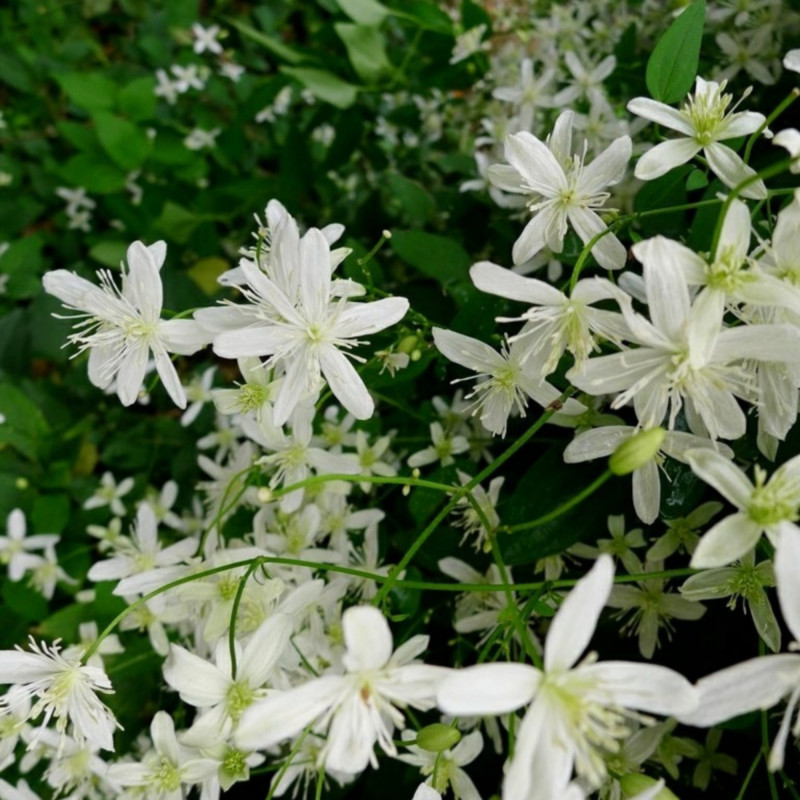 Clematis paniculata de Lori L. Stalteri from North of Boston, US, CC BY 2.0, via Wikimedia Commons