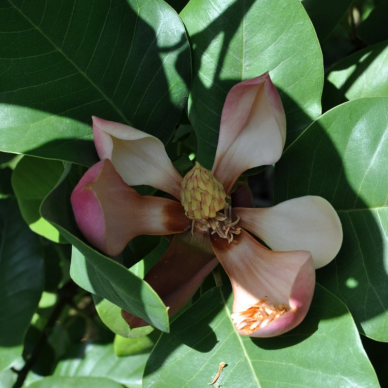Magnolia delavayi de © Citron, CC-BY-SA-3.0, via Wikimedia commons