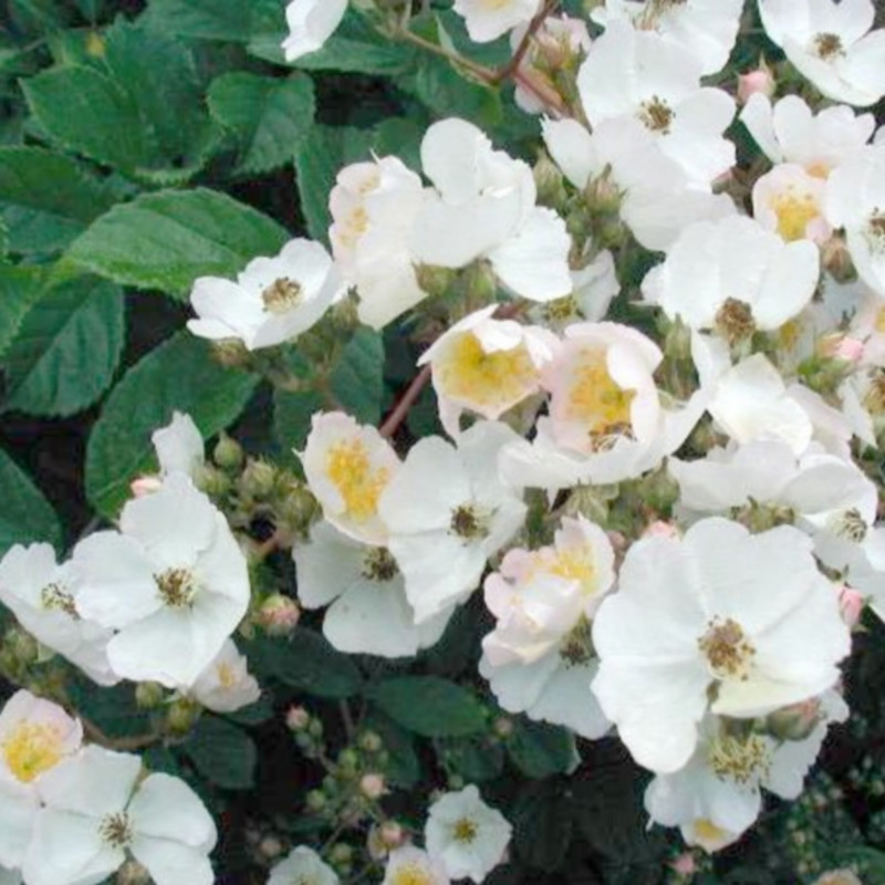 Graines De Rosier Blanc - Lot De 90 Graines - Culture Facile, Plantes Non-OGM