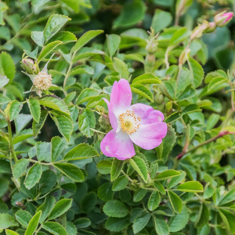 Graines de Rosier rouillé - semences de Rosa rubiginosa