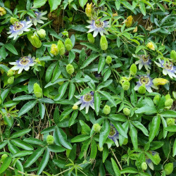 Passiflora caerulea Semences du Puy