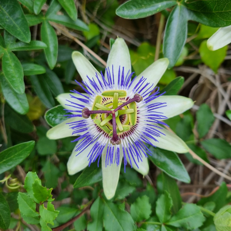 Passiflore bleue - passiflora caerulea