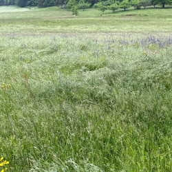 Mélange de préservation type "Prairie mésique" par Semences du Puy