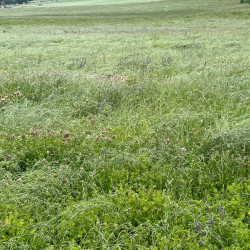 Mélange de préservation type "Prairie mésique" par Semences du Puy