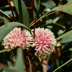 Hakea laurina de Jean and Fred from  Perth, Australia, CC BY 2.0, via Wikimedia Commons