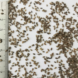 Graines de Pennisetum alopecuroides - Semences du Puy