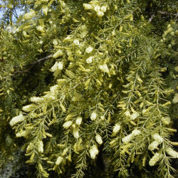 Acacia verticillata de A. Barra, CC BY 3.0, via Wikimedia Commons