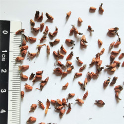 Graines de Brunia albiflora - Semences du Puy