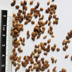 Graines de Lomandra longifolia - Semences du Puy