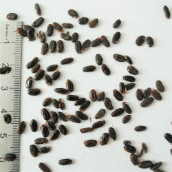 Graines d'Acacia cyanophylla - Semences du Puy