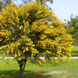 Acacia cyanophylla de Zcebeci, Public domain, via Wikimedia Commons