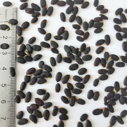 Graines d'Acacia iteaphylla - Semences du Puy