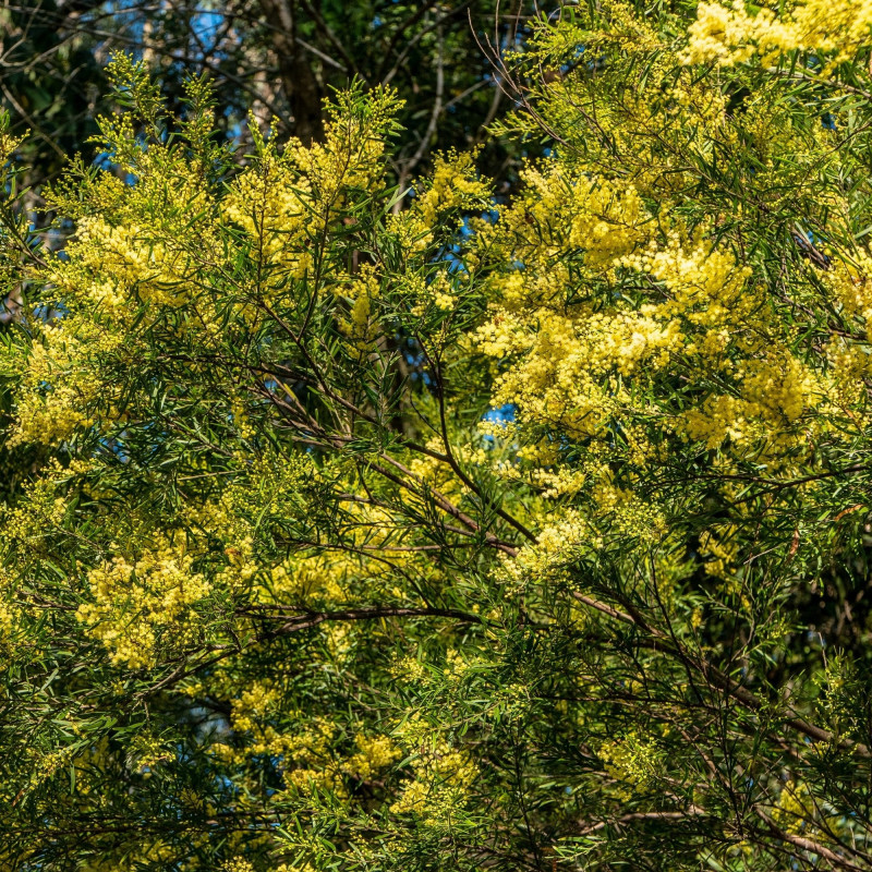 Acacia fimbriata de John Robert McPherson, CC BY-SA 4.0, via Wikimedia Commons