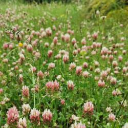 Trifolium incarnatum variété molineri - Semences du Puy