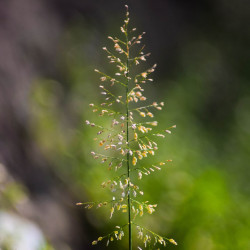 Agrostis capillaris de Afifahfaiha, CC BY-SA 4.0, via Wikimedia Commons