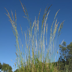 Festuca arundinacea de Harry Rose from South West Rocks, Australia, CC BY 2.0, via Wikimedia Commons