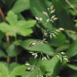 Poa pratensis de Rasbak, CC BY-SA 3.0, via Wikimedia Commons
