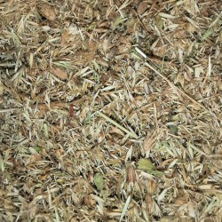 Mélange de graines pour la préservation type "Prairie de fauche à sauge des près" récolté à la brosseuse