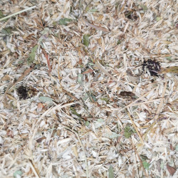 Mélange de graines pour la préservation type "Prairie de fauche collinéenne avec Sanguisorba officinalis" récolté à la brosseuse