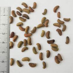 Graines de Maackia chinensis - Semences du Puy