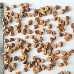 Graines de Cotoneaster acutifolius - Semences du Puy