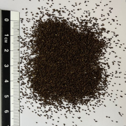 Graines de Verbascum nigrum par Semences du Puy