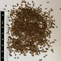 Graines de Centranthus ruber 'albus' par Semences du Puy