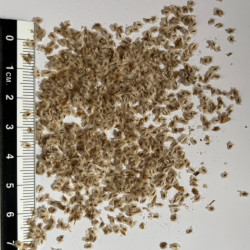 Graines de Paulownia tomentosa par Semences du Puy