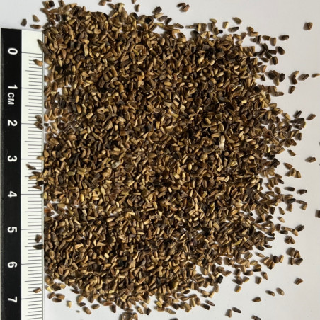 Graines-Seeds Chicorée sauvage, Chicorée amère, Cichorium intybus