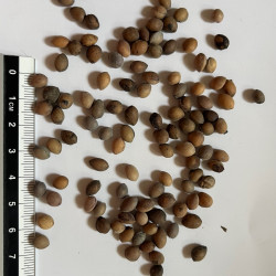 Graines de Prunus mahaleb par Semences du Puy