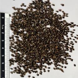 Graines de Pyracantha angustifolia par Semences du Puy