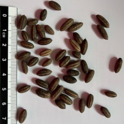 Graines de Elaeagnus angustifolia par Semences du Puy