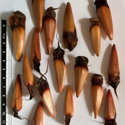 Graines d'Araucaria araucana par Semences du Puy