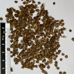 Graines de Betula nigra par Semences du Puy