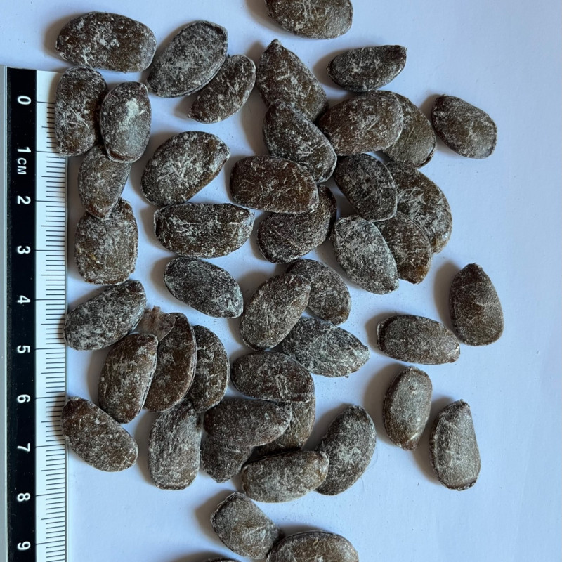 Plaqueminier (kaki): Culture, Entretien Et Taille De L'arbre