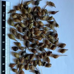Graines d'Acer saccharum par Semences du Puy