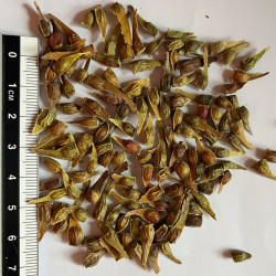 Graines de Acer pseudosieboldianum par Semences du Puy