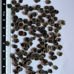 Graines de Alcea rosea ficifolia MIX par Semences du Puy