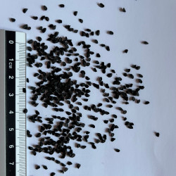 Graines de Allium fistulosum par Semences du Puy