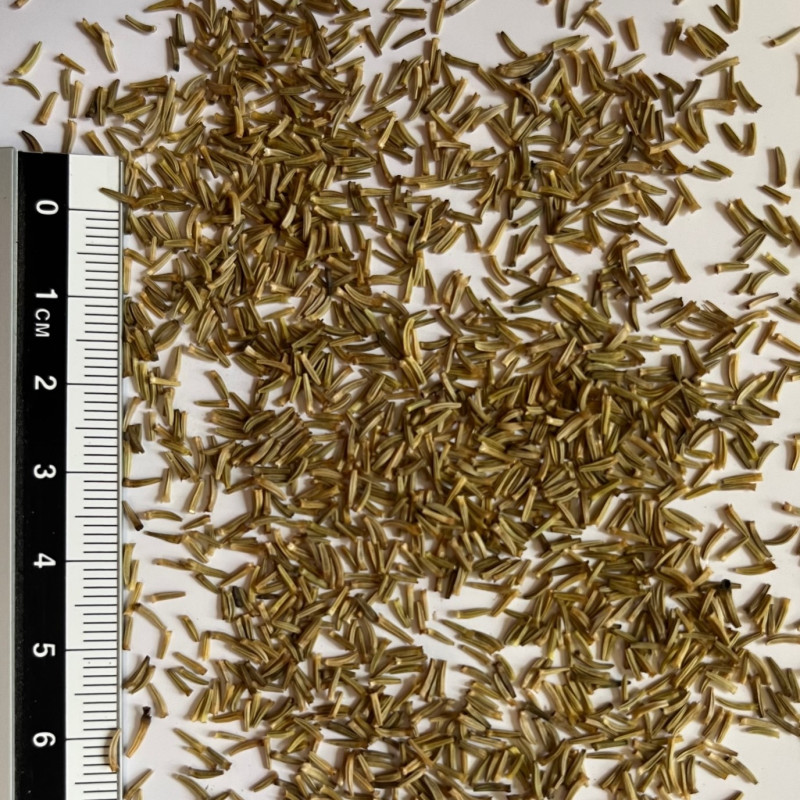 Graines de Pyrèthre de Dalmatie Semences de Tanacetum cinerariifolium — free download